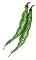 Bohne