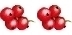 rote Johannisbeere