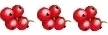 rote Johannisbeere